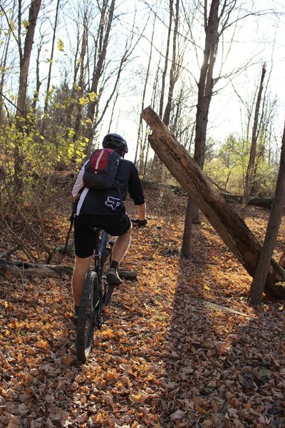 Nothing beats Colgate singletrack in the fall.