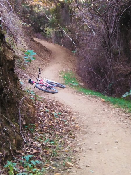 Native Oak Trail
