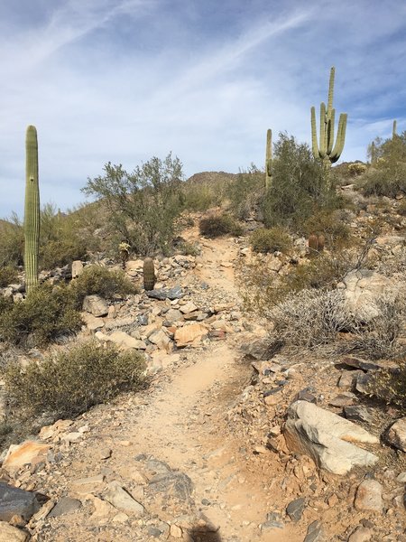 Looking back north towards a typical rocky section of trail.  Very few smooth sections of trail can be found on the north portion of Gateway.