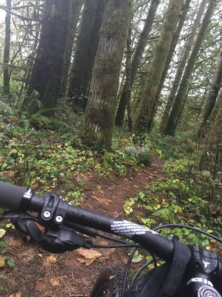 45th Parallel singletrack at Whipple Creek Park.