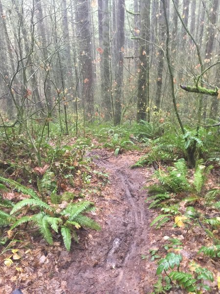 Heading downhill on the 45th Parallel in December