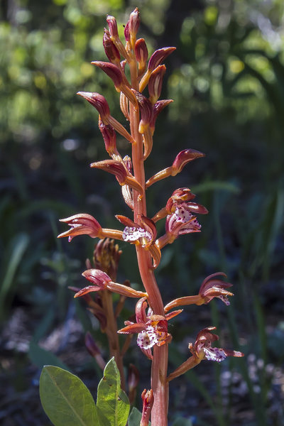 Spotted Coral Root Orchid.