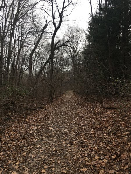 Start of the trail, right off of Mason Mills.