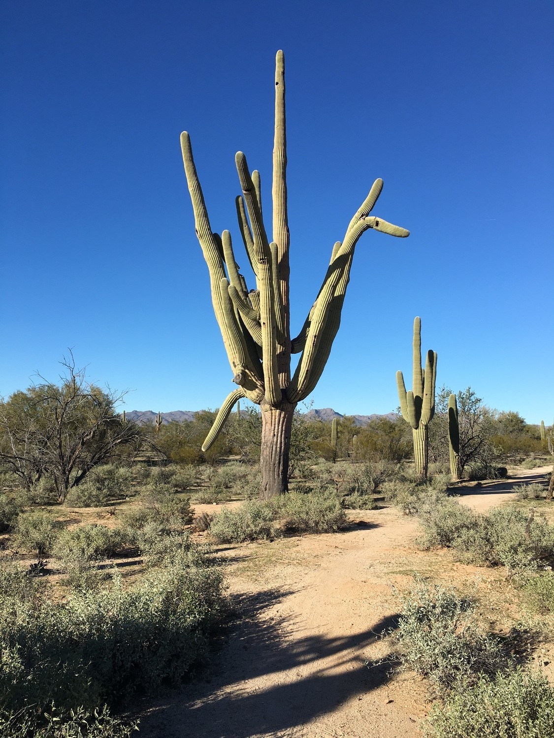 Headed north on the Crooked Tree Trail towards largest, multi-arm saguaro cactus in the trail 