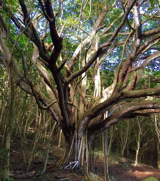 Two Trees on The Ohana Trail in Kailua, HI.