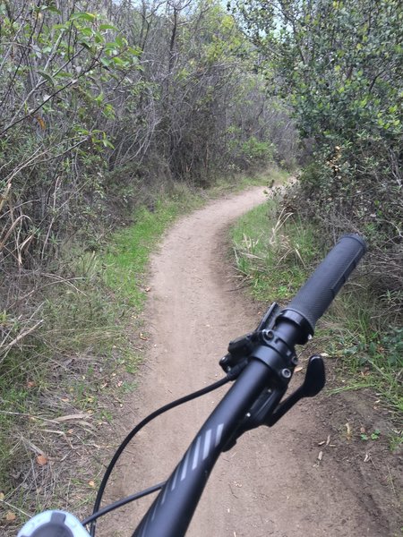 Single tracking through the trees on Lizard trail at LCWP.