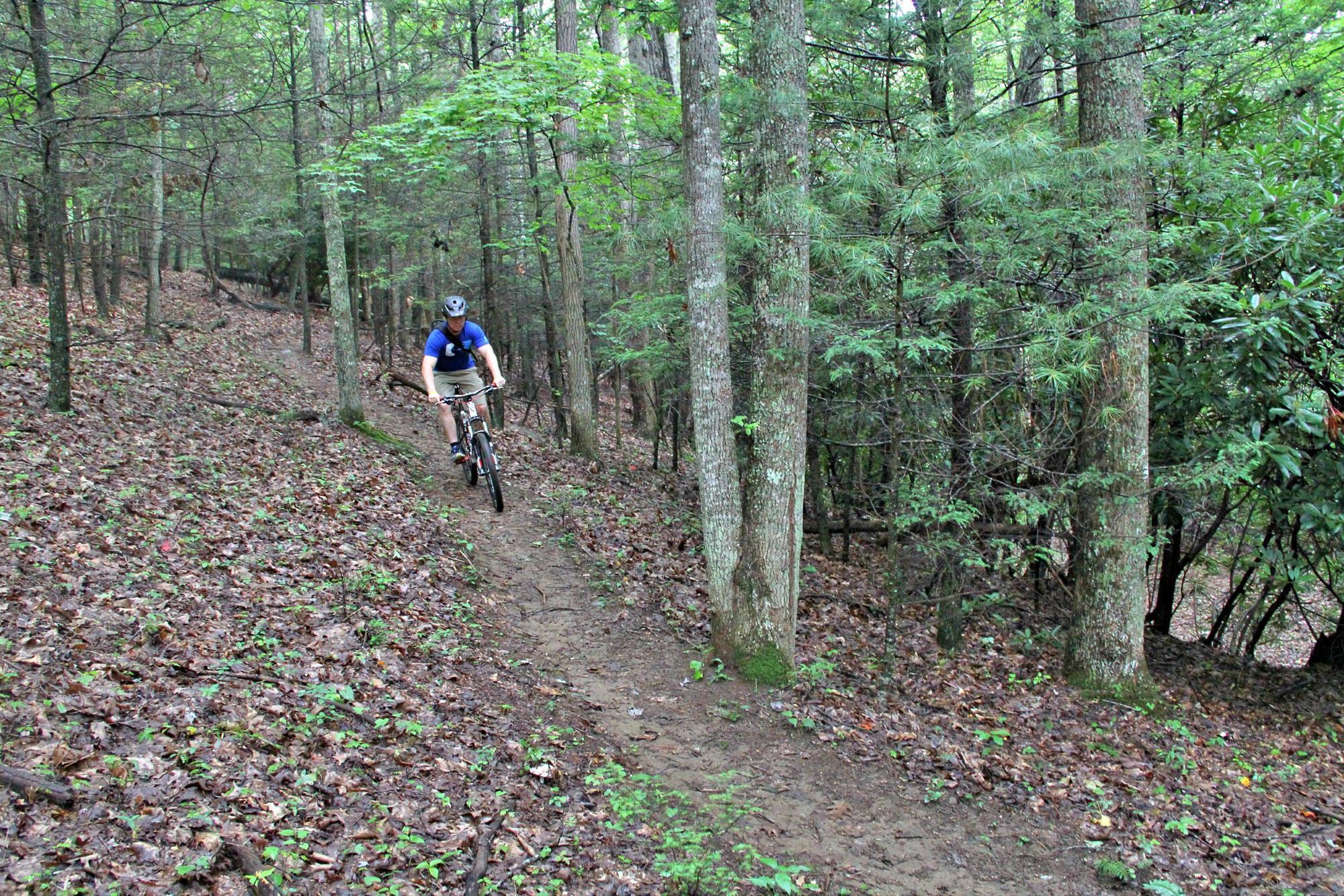 Singletrack cutting through the beautiful, green hardwood forest.