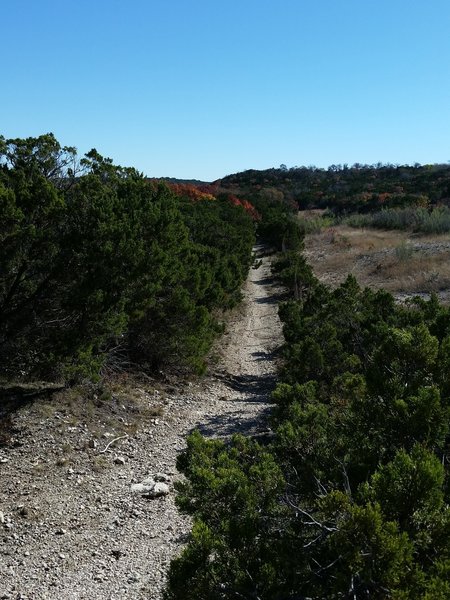 A long straight a way, on a mostly downhill section of the Camp Creek Loop.