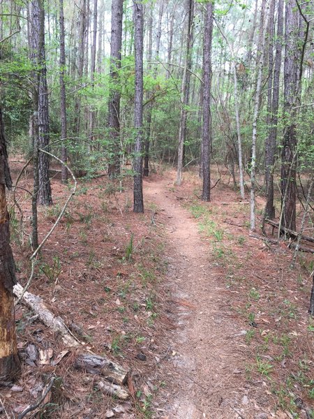 A picture of the trail and a good representation of how most of the trail looks.