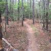 A picture of the trail and a good representation of how most of the trail looks.