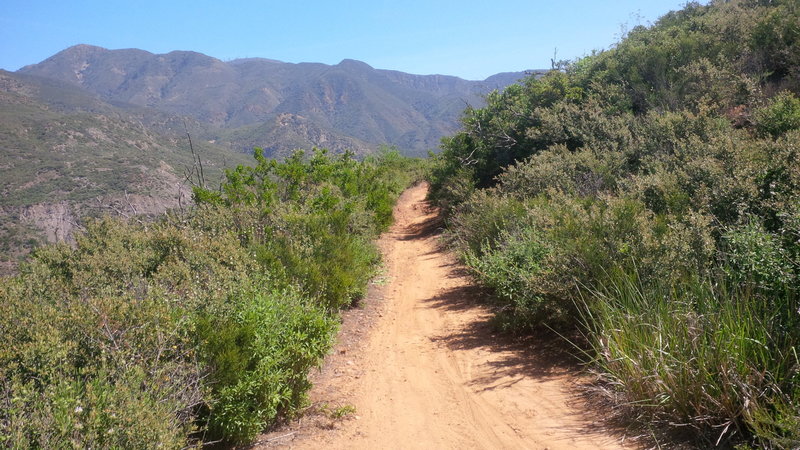 View of Santiago Truck Trail (looking east) with Santiago Peak (trademark antennas) in the background.