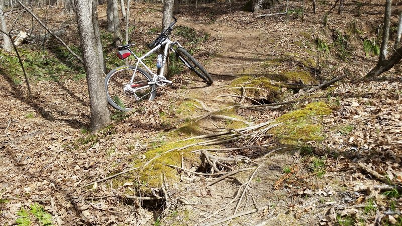 For now, a natural root bridge on the Red Trail.