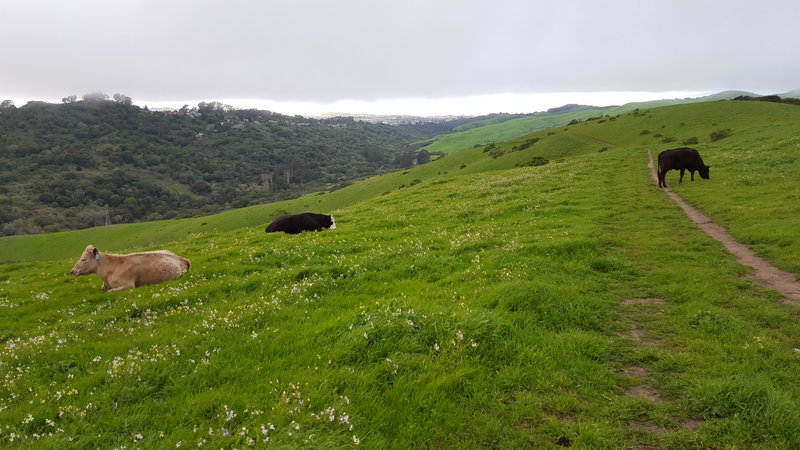 Tilden Park Inspiration Loop