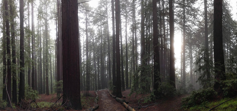 Big Trees Trail