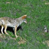 Its a rare day you don't see brother coyote along this route...CHSP version of the Coyote & the Roadrunner.