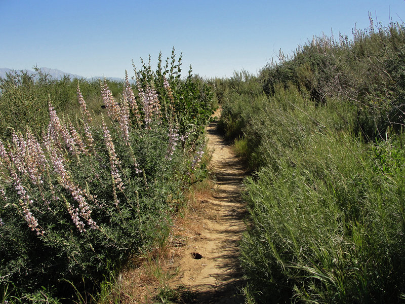 A nice cluster of Bush Lupine growing alongside Bovinian Delight!