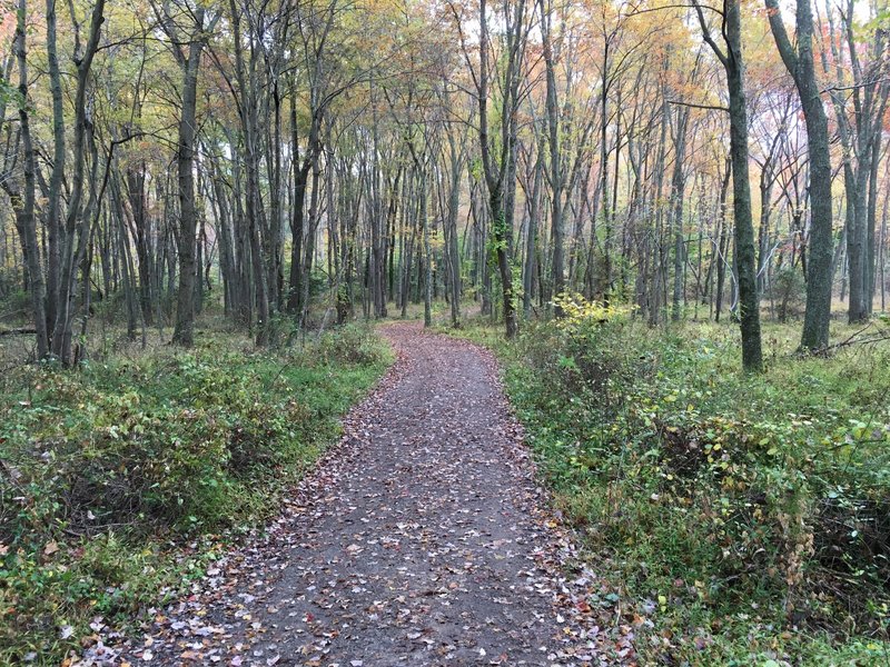 This was taken in October '15. Orientation is toward Opossum Branch (northernmost part of the trail) and tends to get a little muddy after periods of precipitation. Otherwise a generally hard-packed and fast trail.