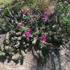 Recent rain has the cacti in bloom! (March 2016)