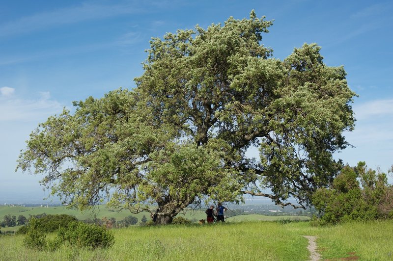 Vista Point Trail