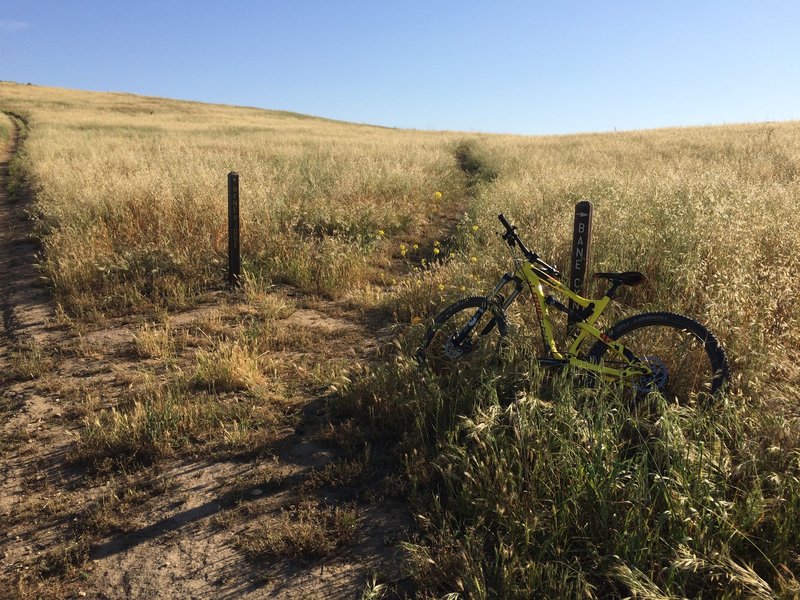 Left trail is Bane Ridge, do not recommend going up here as it is a singletrack and riders are coming down this way. Take the right singletrack, Bane Canyon and ride it up to the water tank and veer left around which will bring you to Bane Ridge..much mor