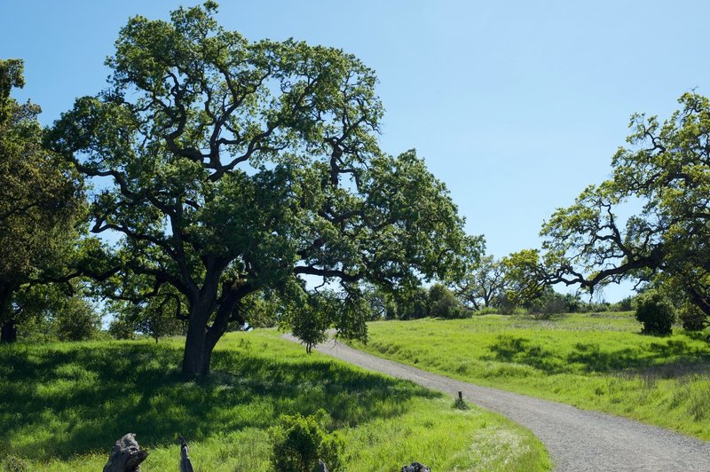 Arastradero Loop