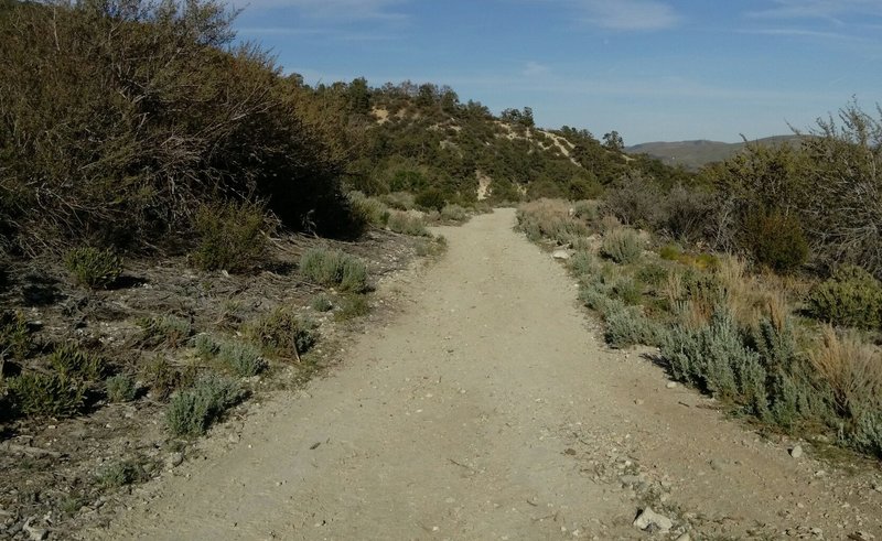 Forest Route 9N01