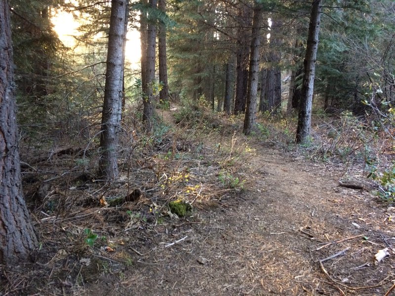 The windy beginning of My Trail, caught getting a glimpse of sunlight.