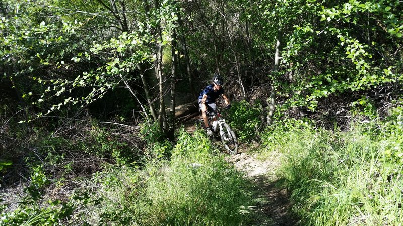 Sister Elsie Trail
