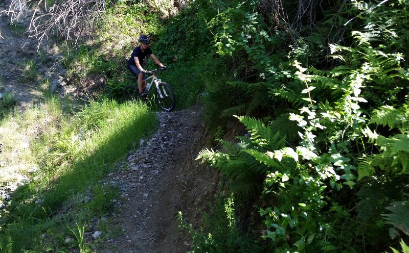 Old Mt. Lukens Trail