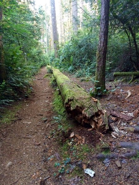Stumps