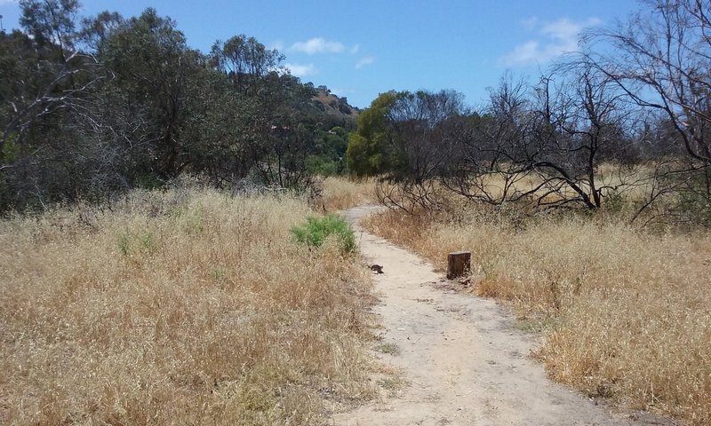Top of Malaga Dunes, looking down the path on the left (south).