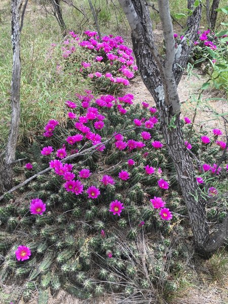 Beautiful cactus blooms after a rain