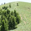 Meadow Surfer Trail after the Elk Loop.