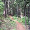 Smooth singletrack greets you at the beginning of the trail (near the Logging Museum).