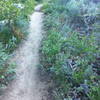 Ash Creek Flow Trail in spring (it's green for about a week ;-)