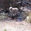 On the Ash Creek Flow Trail there are several places for your dog to get a drink. This little creek flows year round.