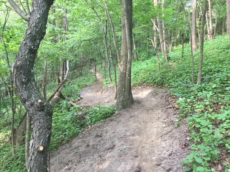 Fast section along the Rainbow Trail.