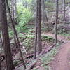 Down through the forest on Bernard Peak Trail.
