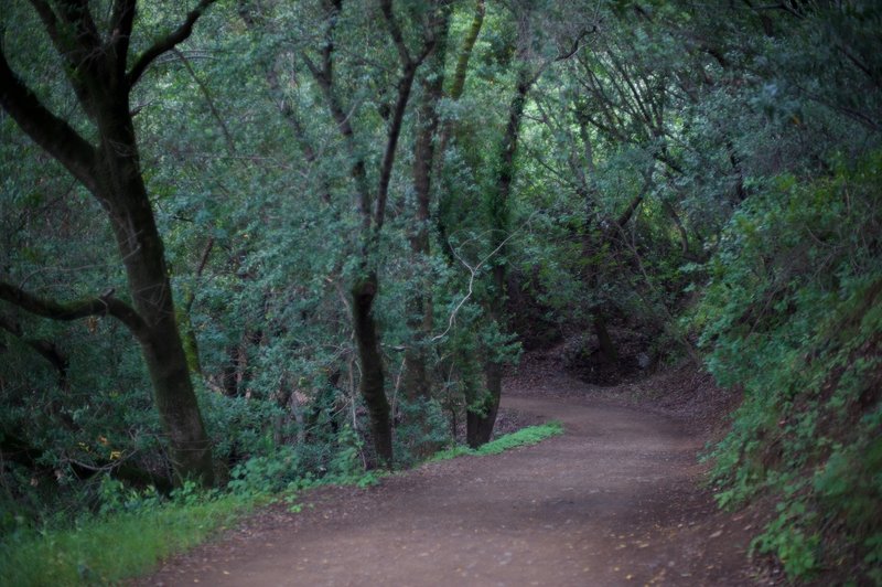 Jones Trail