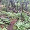 This stretch of trail felt more like Oregon than Arizona
