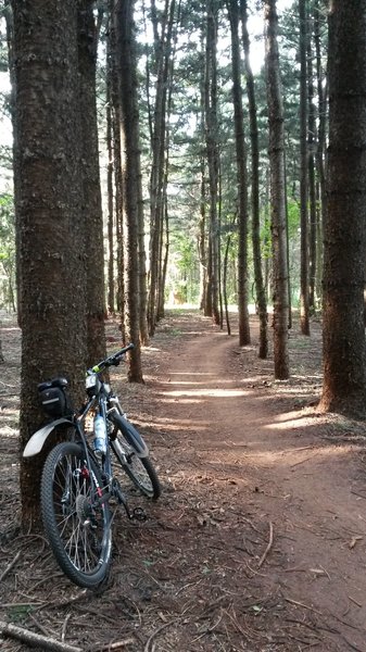 forest bike