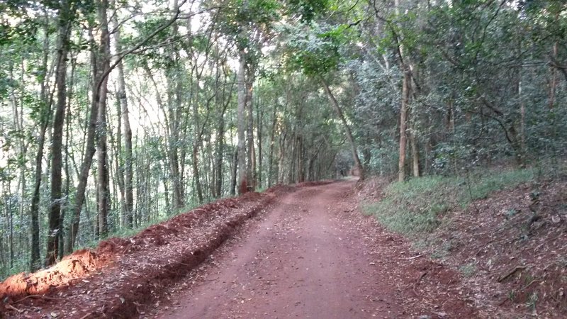 Mostly wide jeep roads within the forest
