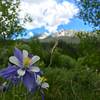 View of Tenmile Peak and Peak 4 fromt the trail. Roses and Columbine are a plenty here.