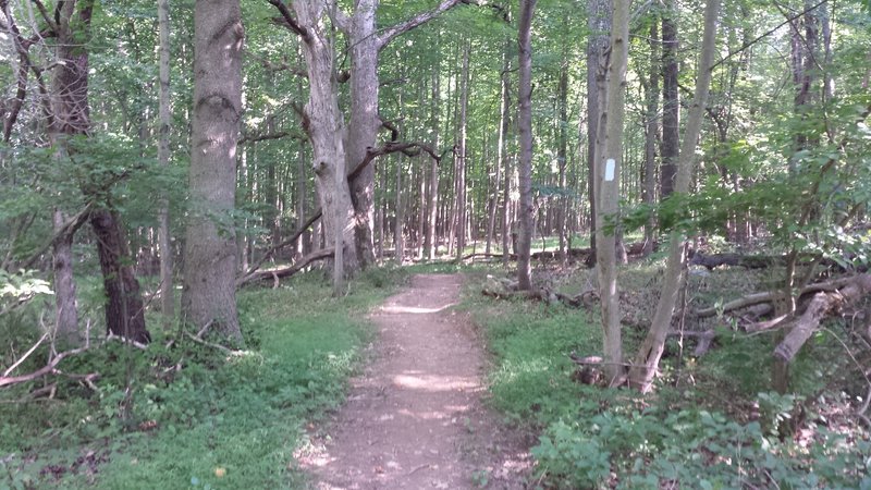 Forest section of the trail.