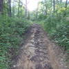 Rough section of the horse trail.