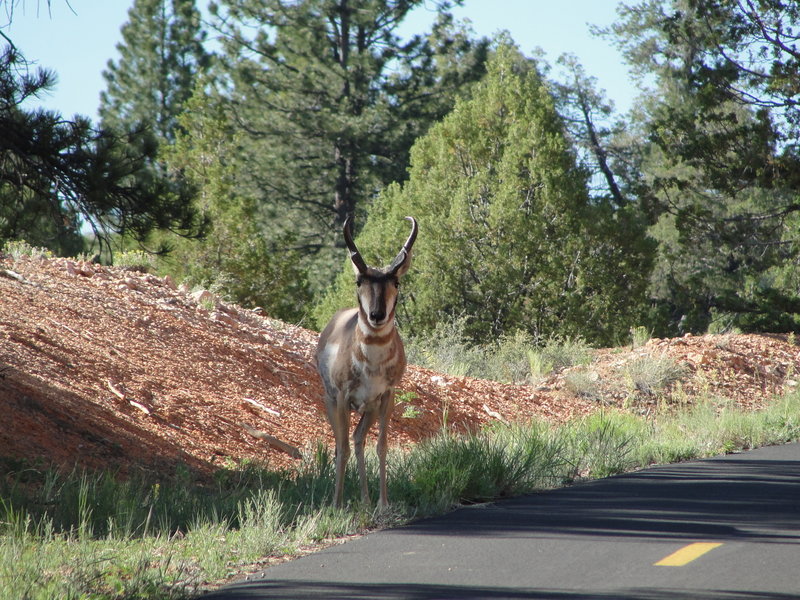 Antilocapra americana Pronghorn. Keep an eye out for these beautiful creatures frequenting Red Canyon.