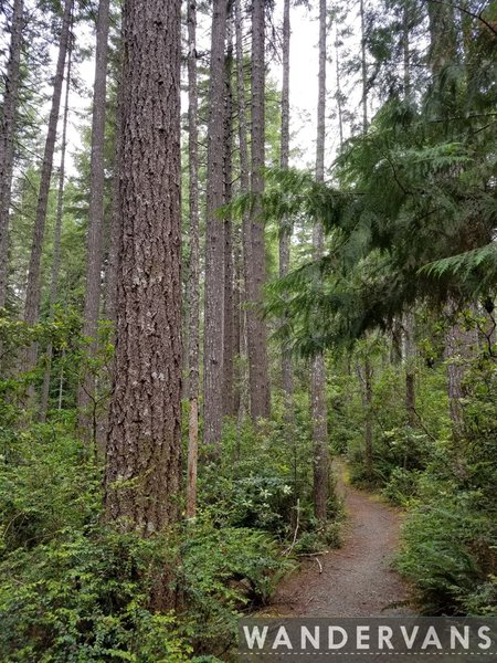 Redwood forest.