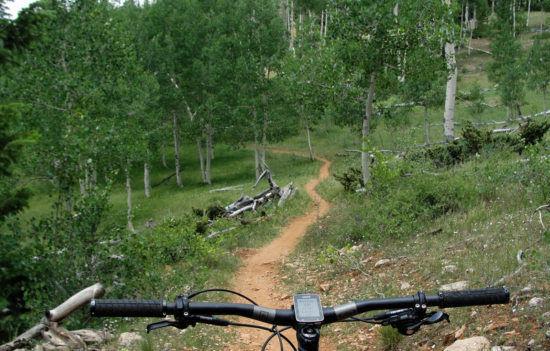 flowy singletrack