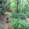 Quick break next to a fern lined creek at Lake James.