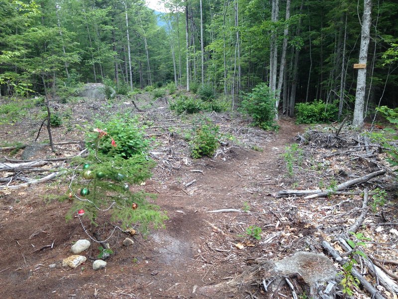 Before and after the logging operation, it's still standing.